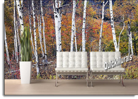 Birch Forest Wall Mural ROOMSETTING