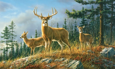autumn whitetails wall mural C858
