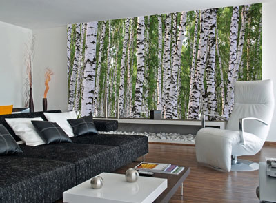 Birches Wall Mural C865 roomsetting